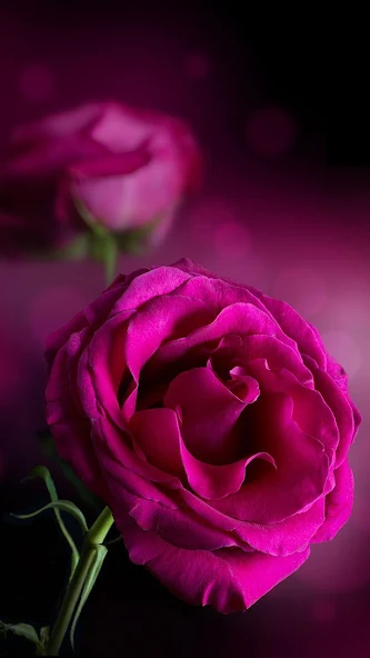 Pink Roses Live Wallpaper Application Screenshots
