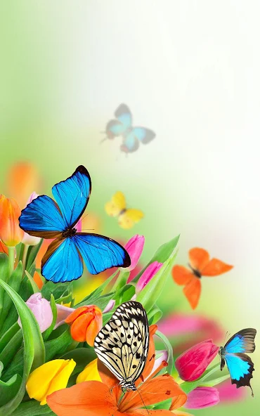 Butterfly Live Wallpaper Application Screenshots