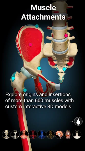 Anatomy Learning - 3D Atlas Application Screenshots