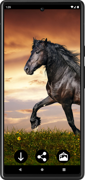 Horse Wallpapers Application Screenshots