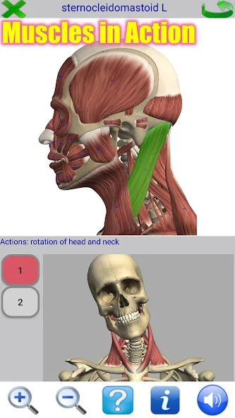 Visual Anatomy 2 Application Screenshots