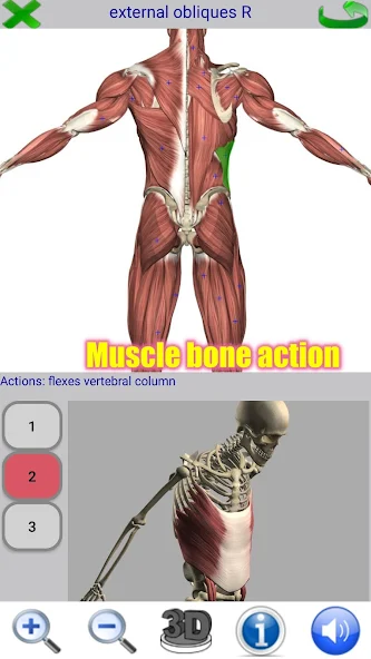 Visual Anatomy Application Screenshots