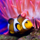 Ocean Fish Live Wallpaper Ocean Fish Live Wallpaper