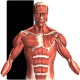 Visual Anatomy